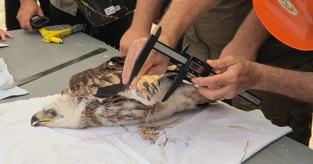 Doğanın uçan yırtıcısına elektronik takip Nesli tehlikedeki şah kartalına elektronik takip Tekirdağ Haberleri
