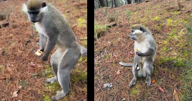 Mantar toplamaya diye ormana gitti yolunu maymun kesti Sözcü Gazetesi