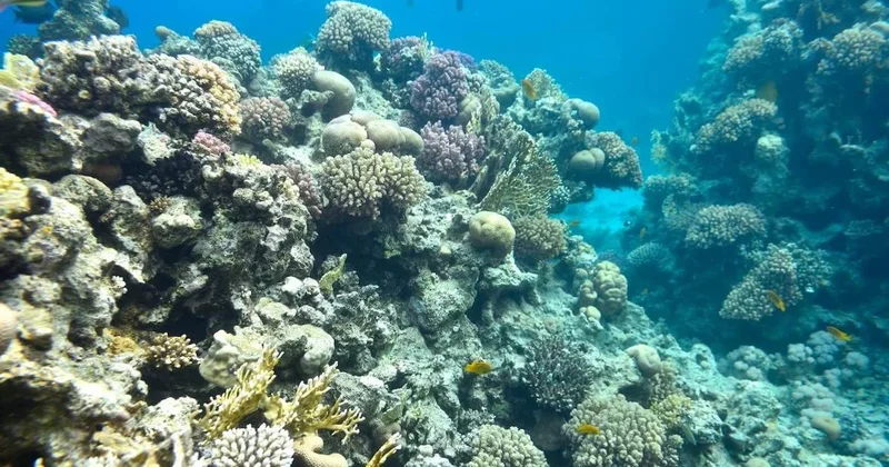 Devasa çukurda 2 bin yıllık yaratık bulundu: Dünyanın en büyüğü Sözcü Gazetesi