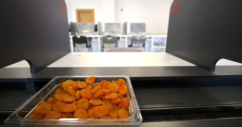 AB tescilli Malatya kayısısında mezat dönemi Sözcü Gazetesi