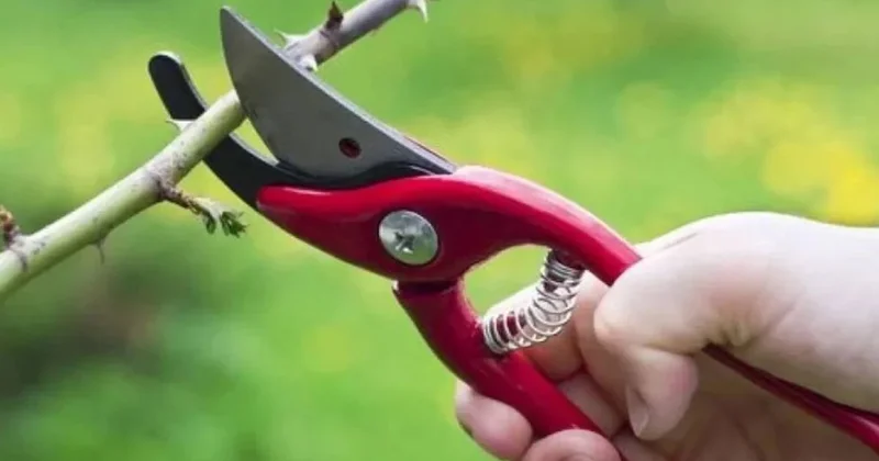 Bahçıvanların sırrı: Nisan’da budanan bu 5 bitki yazın coşuyor Sözcü Gazetesi