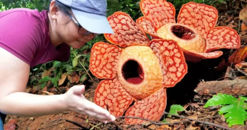 Adı bile duyanların tüylerini diken diken ediyor: Ceset Çiçeği tekrar ortaya çıktı Sözcü Gazetesi