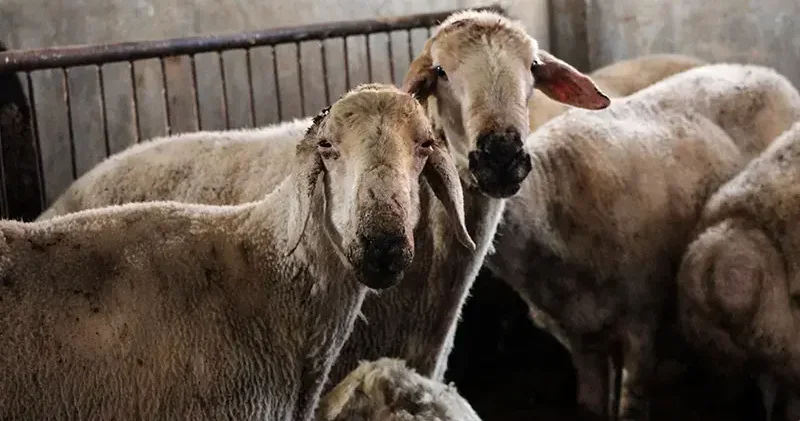 Kırsalda Bereket Küçükbaşa Destek Projesi ne başvurular başladı