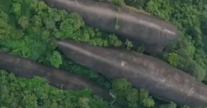 Ormanın ortasında 100 metrelik üç dev balina bulundu Sözcü Gazetesi