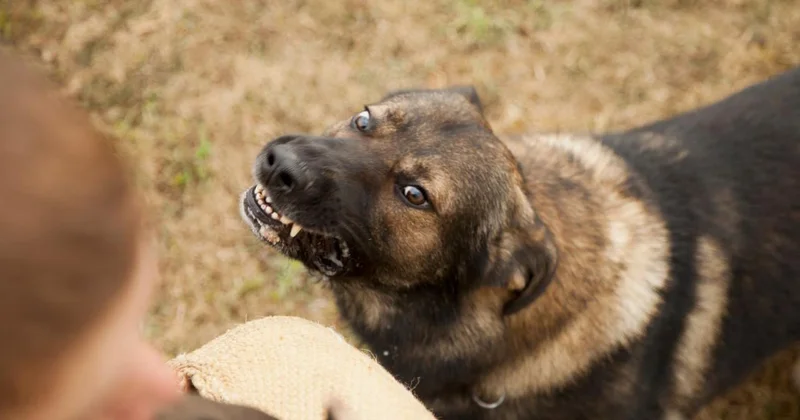 Türkiye genelinde sokak hayvanlarının yüzde 75 i toplandı