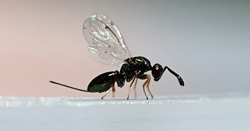 10 bin avcı böcek kamu görevinde: 3 bin 300 hektarlık o alanı koruyacaklar Sözcü Gazetesi