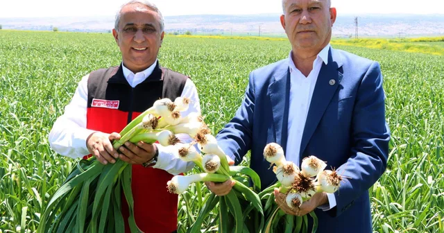Gaziantep İl Tarım ve Orman Müdürü Sağlam, Araban Ovası nda incelemede bulundu Gaziantep Haberleri