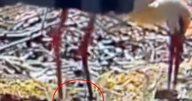 Göçten 15 nci kez gelen Yaren leylek baba oldu Bursa Haberleri