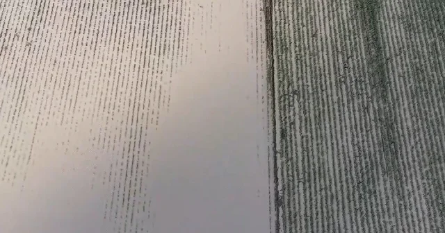 Adana da tarım arazileri sular altında kaldı VİDEO İZLE