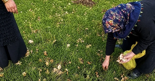 Ağrı da kadınlar bahar otlarını topluyor Ağrı Haberleri