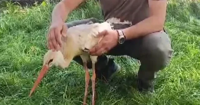 Gaziantep’te yaralı leylek koruma altına alındı VİDEO İZLE