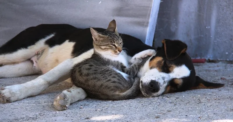 Kedi ve köpeklerde akraba çiftleşmesi yasaklandı Sözcü Gazetesi