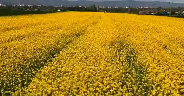 Sarıya bürünen tarlalar mest etti: Amasya’da kanola zamanı VİDEO İZLE