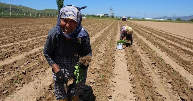 İşçi Bayramı nın öteki yüzü Günlerini çalışarak geçiren emekçiler, diktikleri fideler boy verince bayram yapacaklarını belirttiler Aydın Haberleri