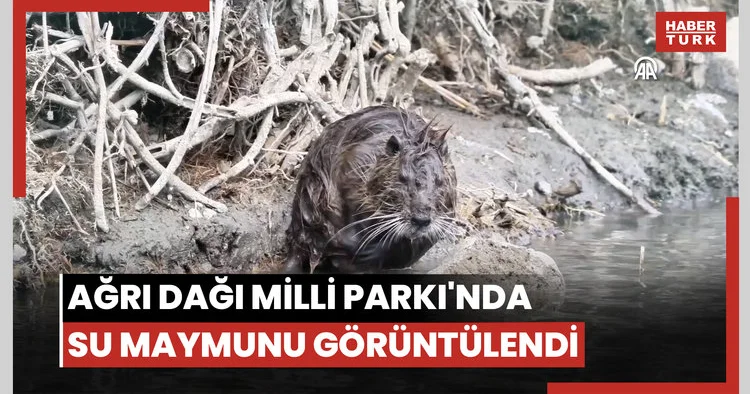 Ağrı Dağı Milli Parkı nda temizlenen su maymunu görüntülendi