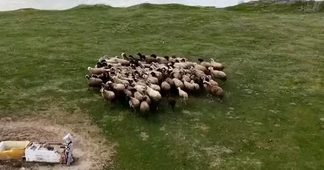 Van’da bahar bereketi: Yeşeren meralar sürülerle doldu VİDEO İZLE