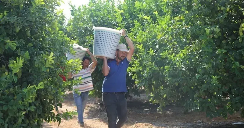 Yılın ilk hasadı başladı, kilosu 600 TL den kapış kapış satılıyor Sözcü Gazetesi