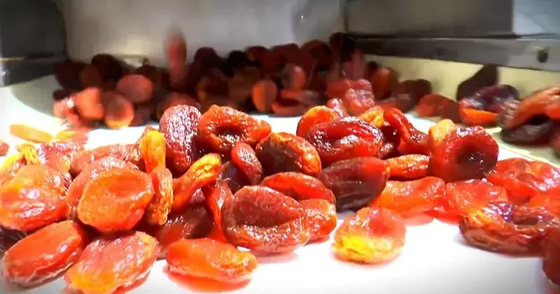 Malatya da 1 yılda 35 bin ton kuru kayısı ihraç edildi