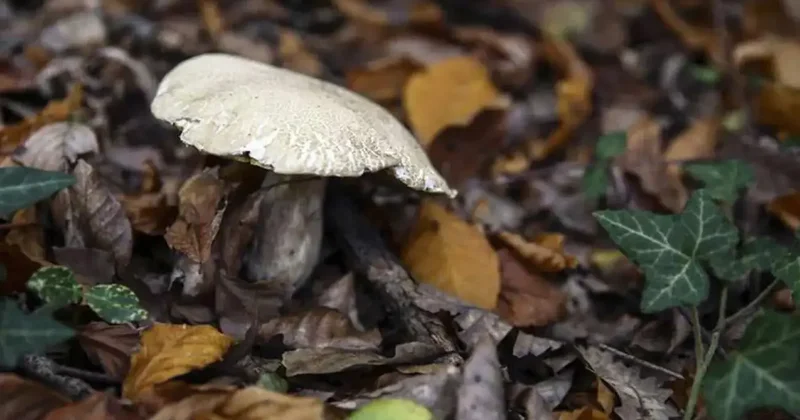 Mantar toplarken bulduğu cisim patlamamış top mermisi çıktı!
