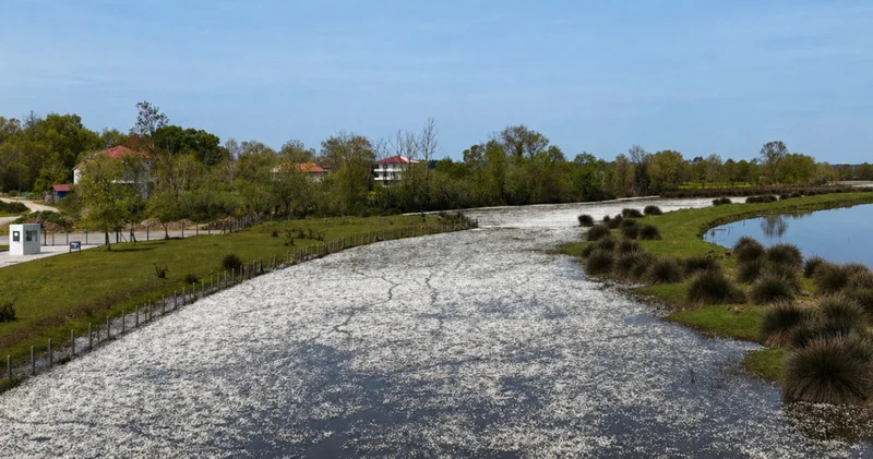 Suyun üzeri kaplandı... Kızılırmak ta masalsı atmosfer