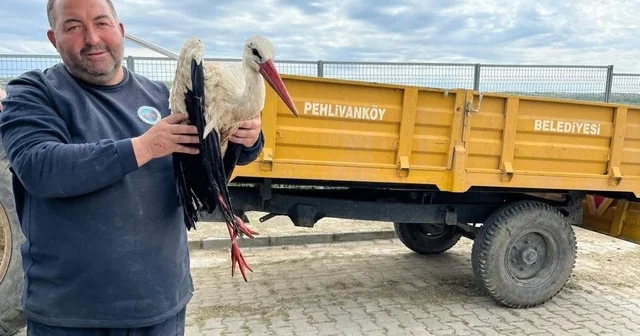 Kırklareli de yaralı leyleğe şefkat eli Kırklareli Haberleri