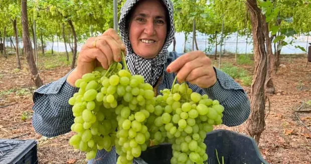Mersin haberleri Mersin de üreticinin yüzünde güller açtıran hasat: Kilogramı 600 lira 01 Mayıs 2026