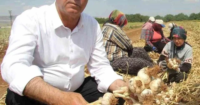 Sağlam ve Altun, Araban sarımsağının gelişimini inceledi Gaziantep Haberleri