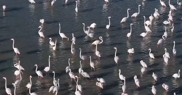 Köylülerin açtığı kanal doğayı canlandırdı: ‘Allı turnalar’ gölete akın etti VİDEO İZLE