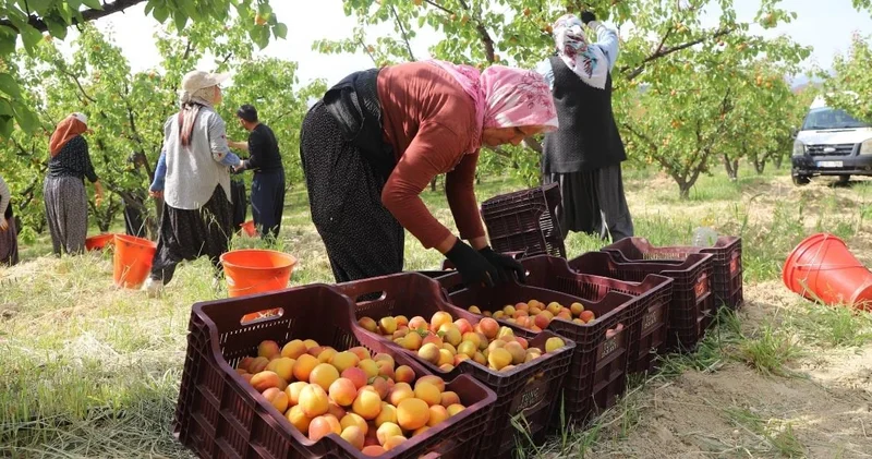 Yılın en erken hasadı onun için yapılıyor: Tadı dillere destan kayısı Türkiye ve tüm dünyaya satılıyor