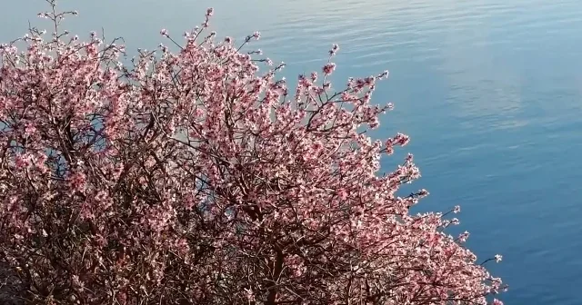 Van Gölü kıyısı badem çiçekleriyle renklendi VİDEO İZLE
