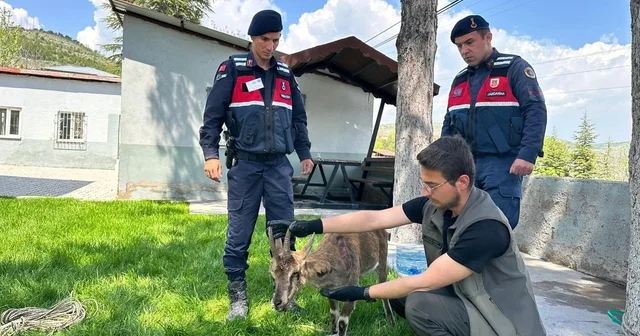 Ağın da yaralı dağ keçisi koruma altına alındı Elazığ Haberleri