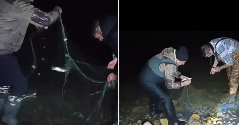 Van da kaçak avlanan 100 kilo canlı inci kefali tekrar suya bırakıldı