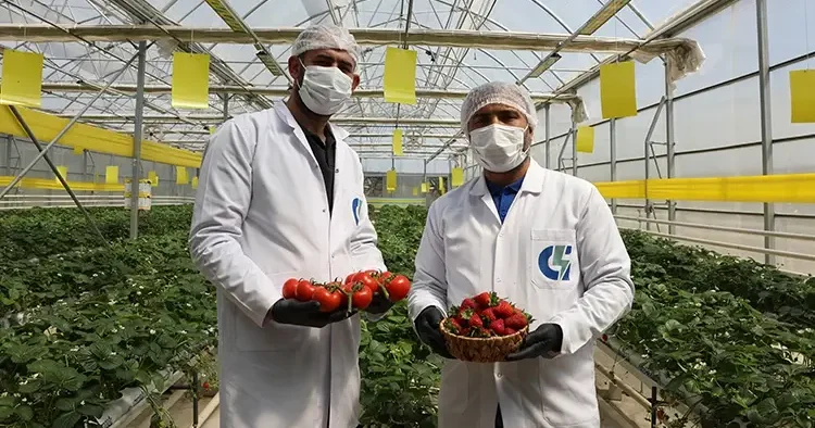 Çöp enerjisi ile üretildi, 65 yaş üstüne ücretsiz dağıtılıyor