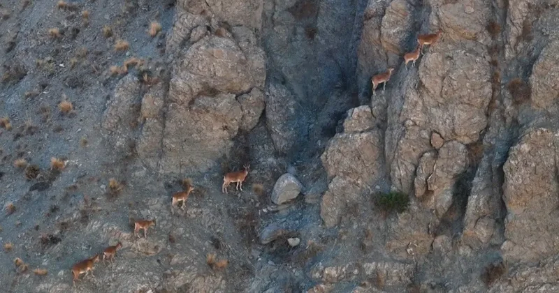 Munzur’un sarp kayalıklarında yaban keçileri görüntülendi