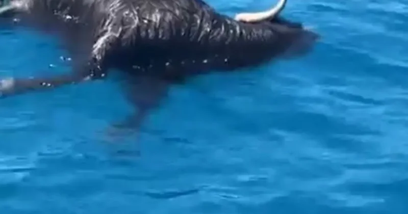 Alanya Kalesi açıklarında denizde ölü keçi bulundu