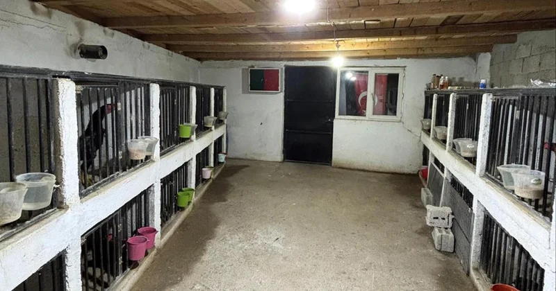 Horoz dövüşüne 508 bin liralık ceza