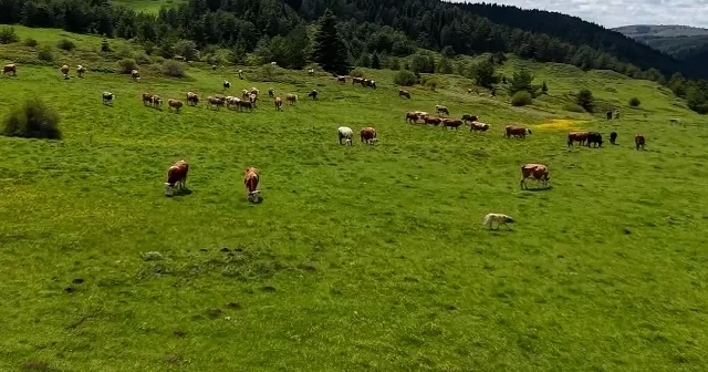 Yapraklı Yaylası düğün çiçekleriyle sarıya büründü VİDEO İZLE