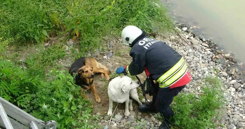 Ordu’da ırmak yatağında mahsur kalan köpekleri itfaiye kurtardı