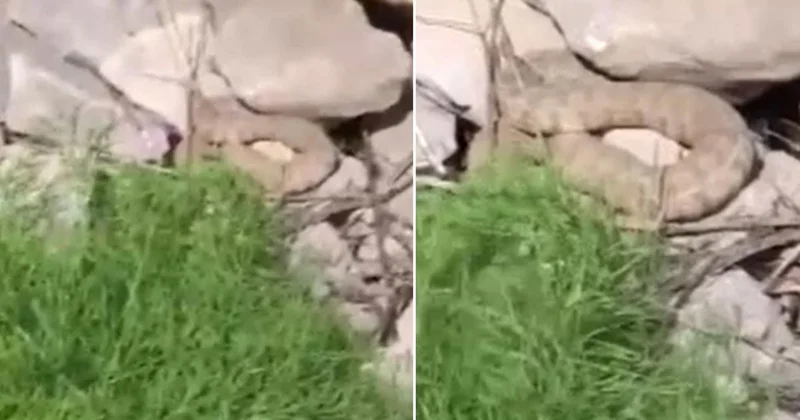 Hakkari de Koca Engerek Yılanı Görüntülendi