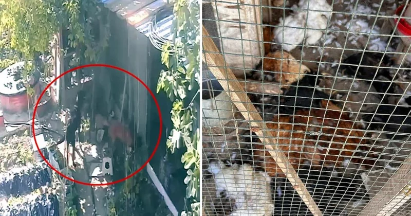 Kümese giren sokak köpekleri dehşet saçtı
