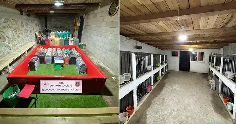 Artvin de horoz dövüşü operasyonu; 39 kişiye toplam 508 bin 248 TL ceza