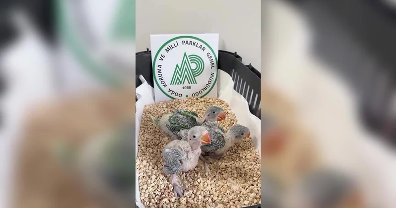 İskender papağanı yavruları koruma altına alındı