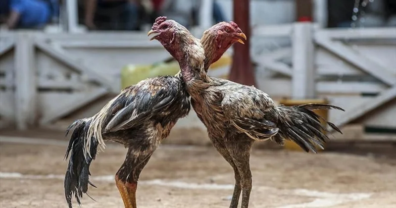 Horoz dövüşü pahalıya patladı! Yarım milyonluk ceza yazıldı Sözcü Gazetesi
