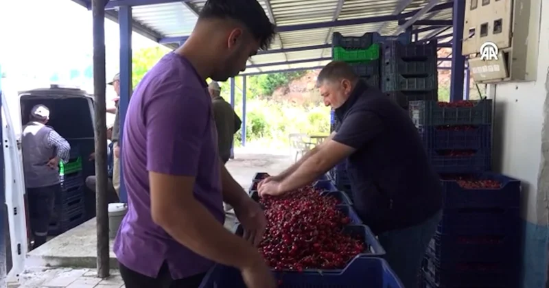 Hasadı yapılan kiraz köyde ihaleyle satışa çıktı Sözcü Gazetesi