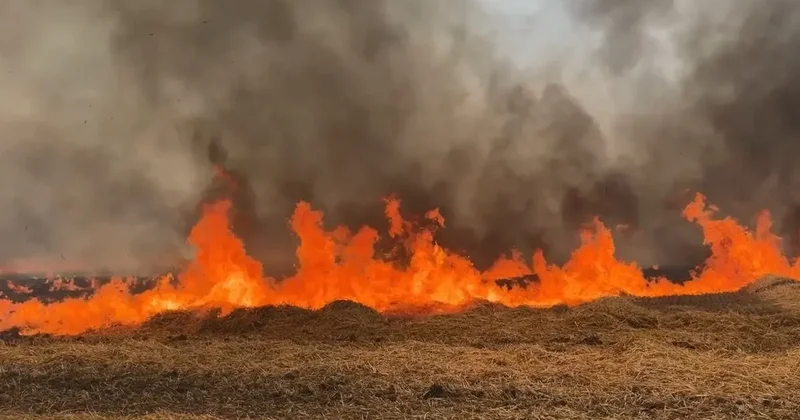 Edirne’de tarla yangını