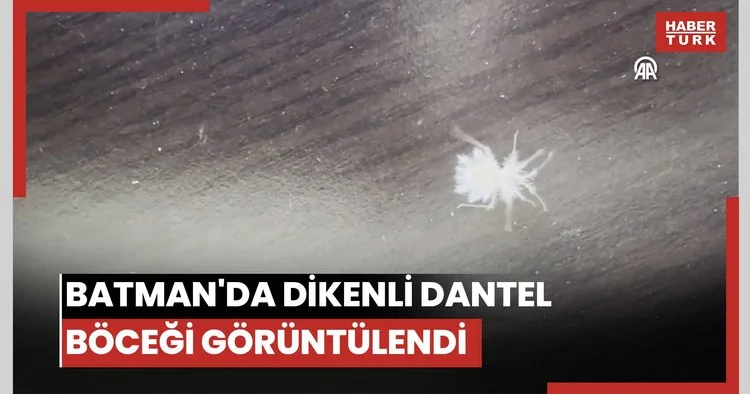 Batman da dikenli dantel böceği görüntülendi