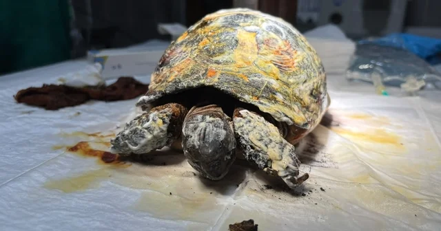 Orman yangınında yaralanan kaplumbağa tedavi altına alındı Veteriner Sağlık Teknisyeni Bahadır Kaya: Kabuk bölgesinde ciddi derecede ikinci derece yanık diyeceğimiz yanıklar var Bilecik Haberleri Habertürk Yerel Haberler