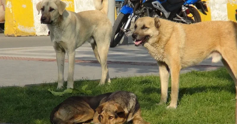 Üç belediyeye başıboş köpek incelemesi Yerel Gündem Haberleri