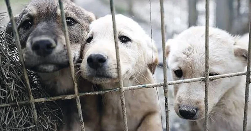2 başkana ‘sahipsiz köpek’ soruşturması