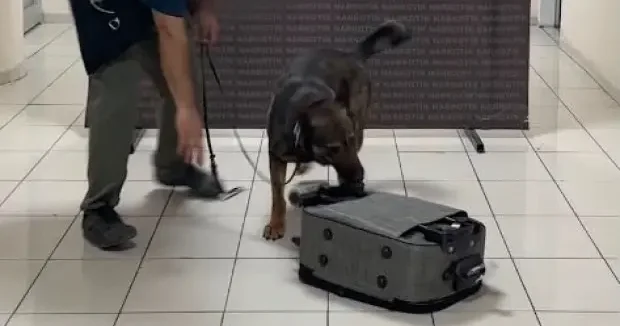 Batman haberleri Batman da akıl dışı sevkiyat dedektör köpek Mailo ya takıldı 01 Temmuz 2026